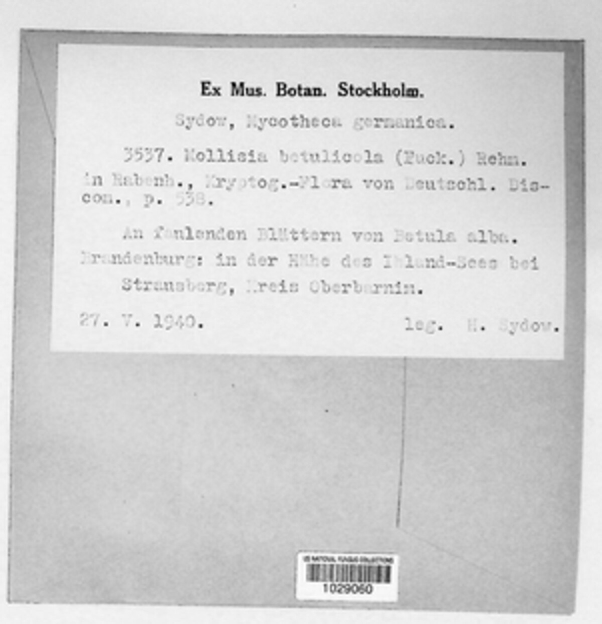 Pyrenopeziza betulina image